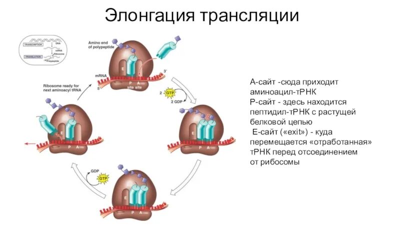 Вариант 8 при трансляции рекламы. Цикл элонгации трансляции рибосомы. схема элонгации трансляции. элонгация трансляции. этапы элонгации трансляции.