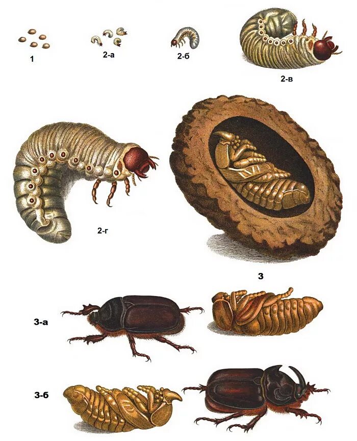 Стадии развития жука носорога. Жук носорог личинка стадии развития.