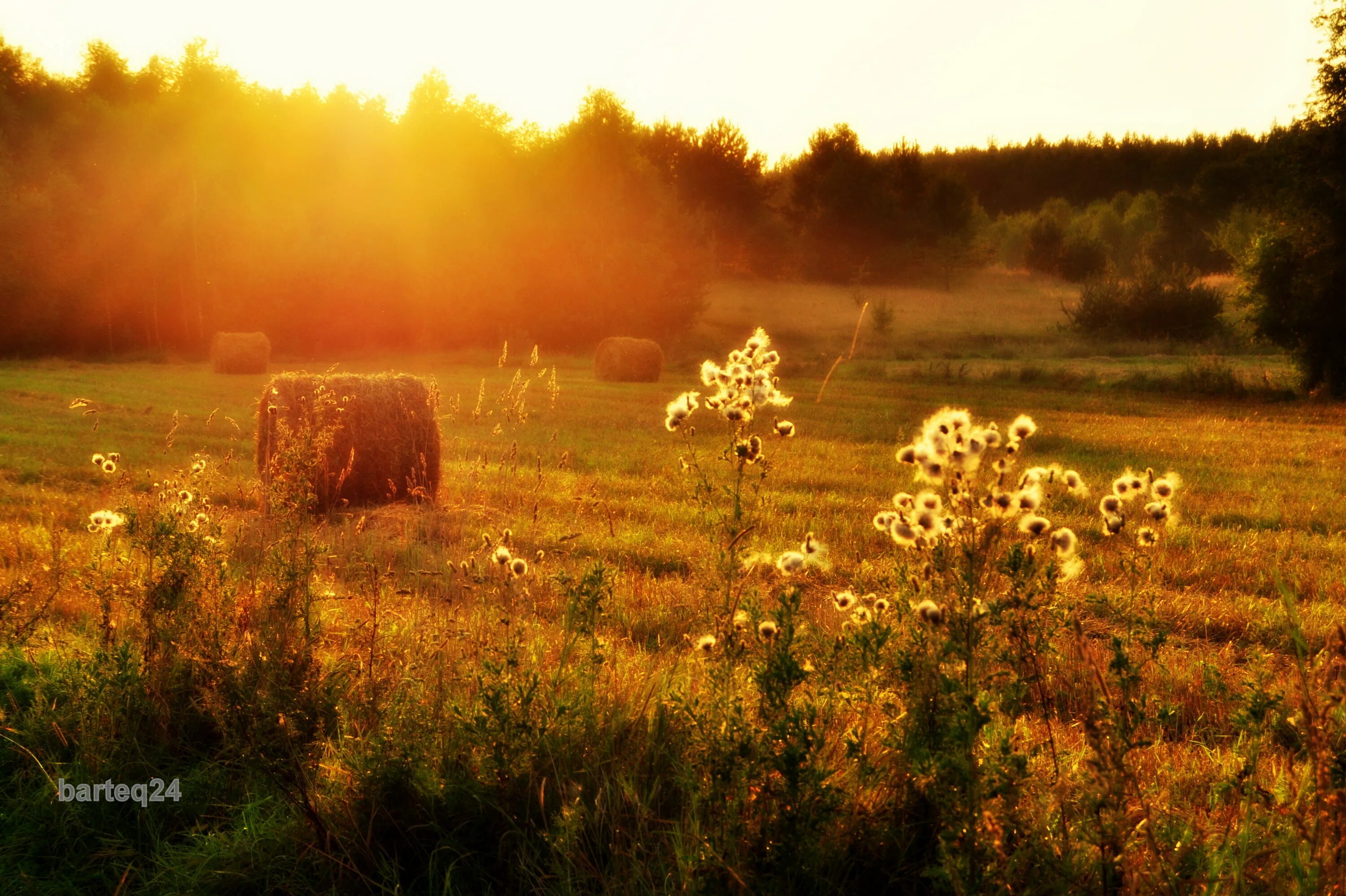 Honey meadow. Осеннее поле. Солнечное утро в деревне. Август природа. Восход в деревне осенью.