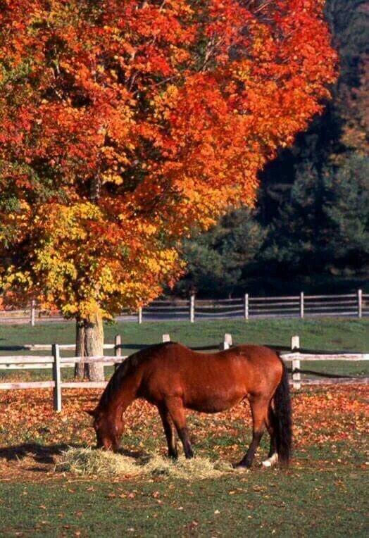Pet Shop, Food & Pet Supplies Warehouse Horses, Beautiful horses, Pretty horses
