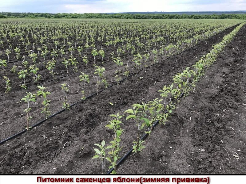 питомник артемовский свердловской области. сады урала журнал. саженцы артемовский питомник свердловской области. алыча принцесса. питомник саженцев.