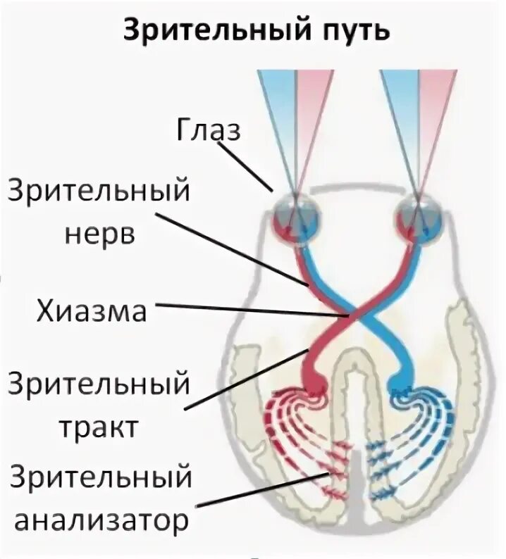 Зрительный нерв строение анатомия. Зрительный нерв ,хиазма анатомия. Зрительный нерв на схеме глаза. Строение зрительного нерва глаза. Пути глазки