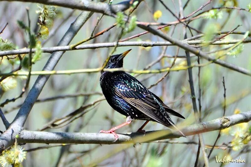 в поведении скворца много. в поведении скворца много суетливого и забавного деловитого. скворец в скворечнике. в поведении скворца много. скворец перелетная птица.