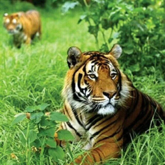 Тигрица. Парящий тигр 2022. Одомашненный тигр. Tiger in his. Пьяный тигр.