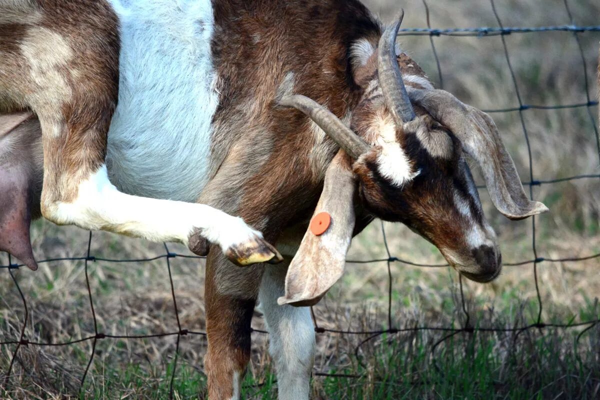 Копытце козленка. Копытце козленка. Копытце козленка. Копытце козленка. Строение копыт горных козлов.