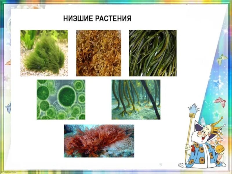 Растения относящиеся к водорослям. Низшие растения. Нисшых растения. Самые низшие растения. Водоросли низшие растения.