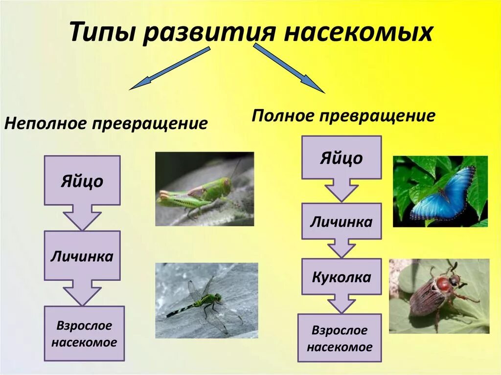 Развитие с неполным превращением характерно для. Типы развития насекомых. Типы развития насекомых схема. Типы насекомых с неполным превращением. Типы Метаморфоза насекомых.