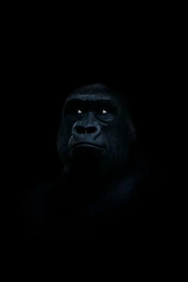 Горилла ночью на кухне маска. Обезьянка темный фон. Глаза гориллы. Обезьяна на черном фоне. Горилла на черном фоне.