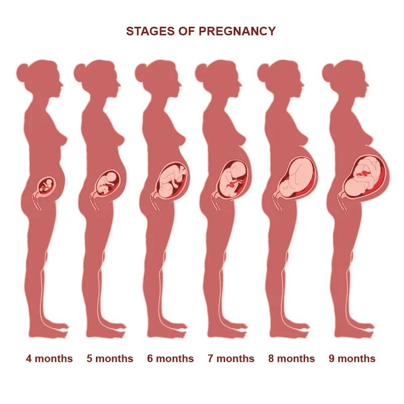18 недель беременности это сколько месяцев. Недели беременности по месяцам. Недели и месяцы беременности. Месяц беременности. Триместры беременности по месяцам.