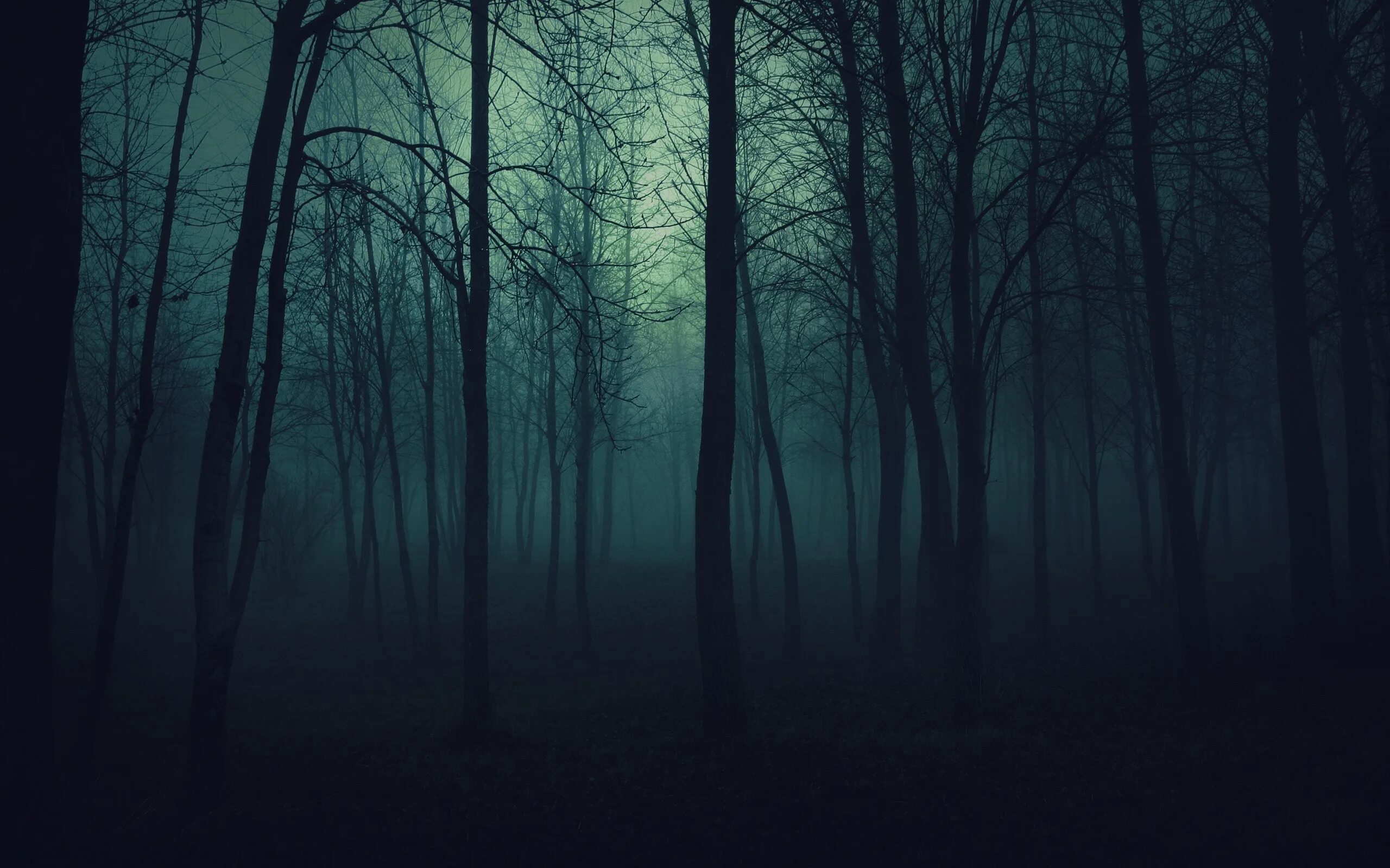 Фон темного леса. Фон мрачного леса. Фон мрачный лес. Темные обои.