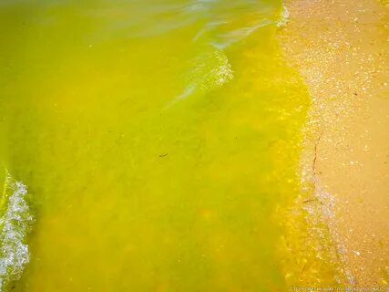 Цветущая вода анапа