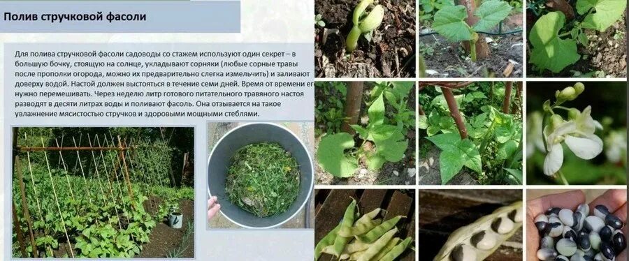 Как правильно садить фасоль. Фасоль рассада. посадка фасоли в открытый. стручковая фасоль в открытом грунте. посадка вьющейся фасоли в открытый грунт.