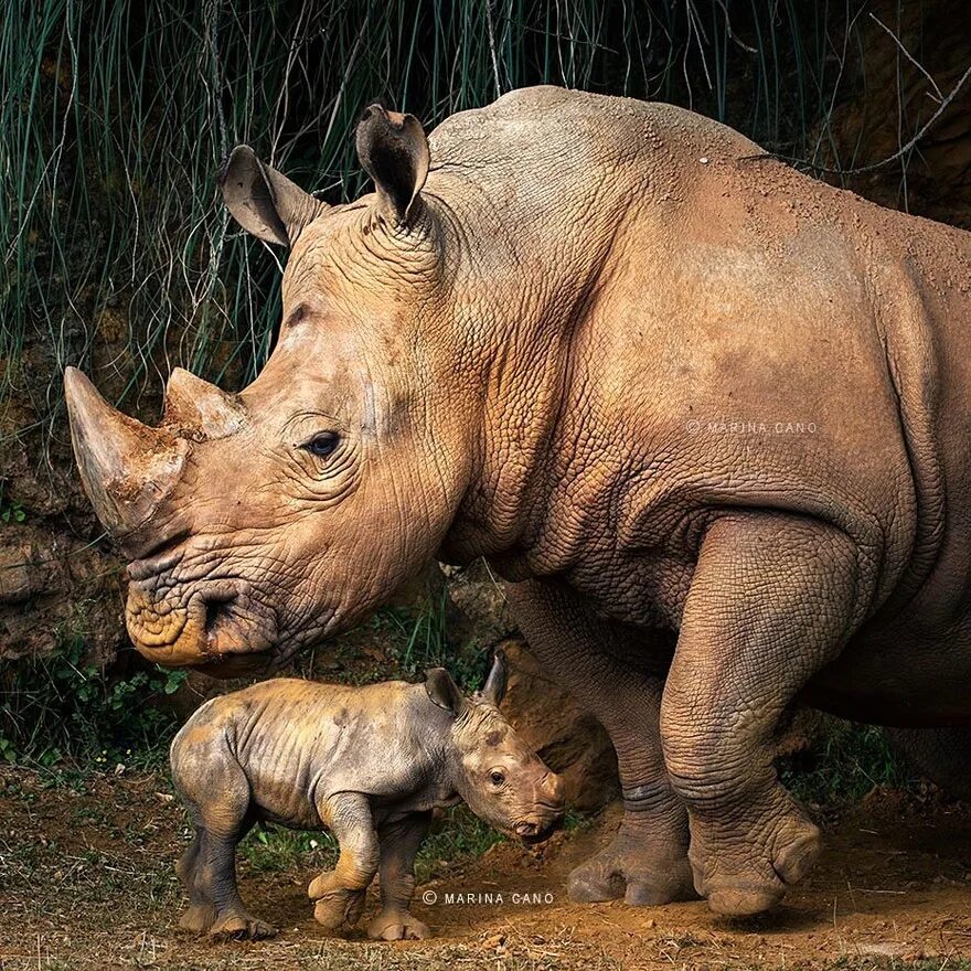 Animal зверь. Дикие животные. Дикие звери. Мир животных. Фотографии животных.