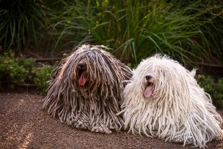 Learn about the puli, a Hungarian sheepdog that's energetic and hardworking. It'