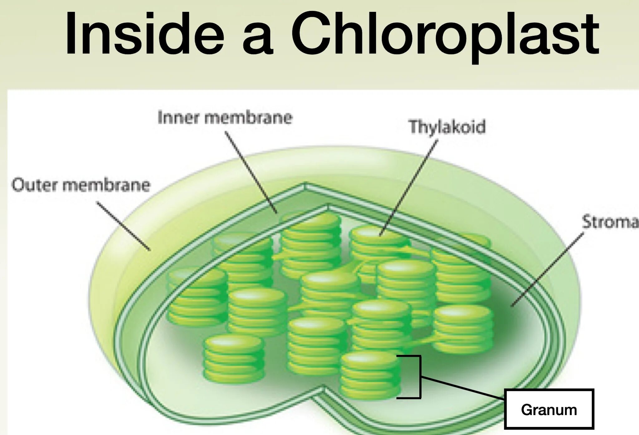 Хлоропласты имеют мембраны. Строма хлоропласта. Строма тилакоид. Тилакоиды стромы хлоропласта. Строение хлоропласта.