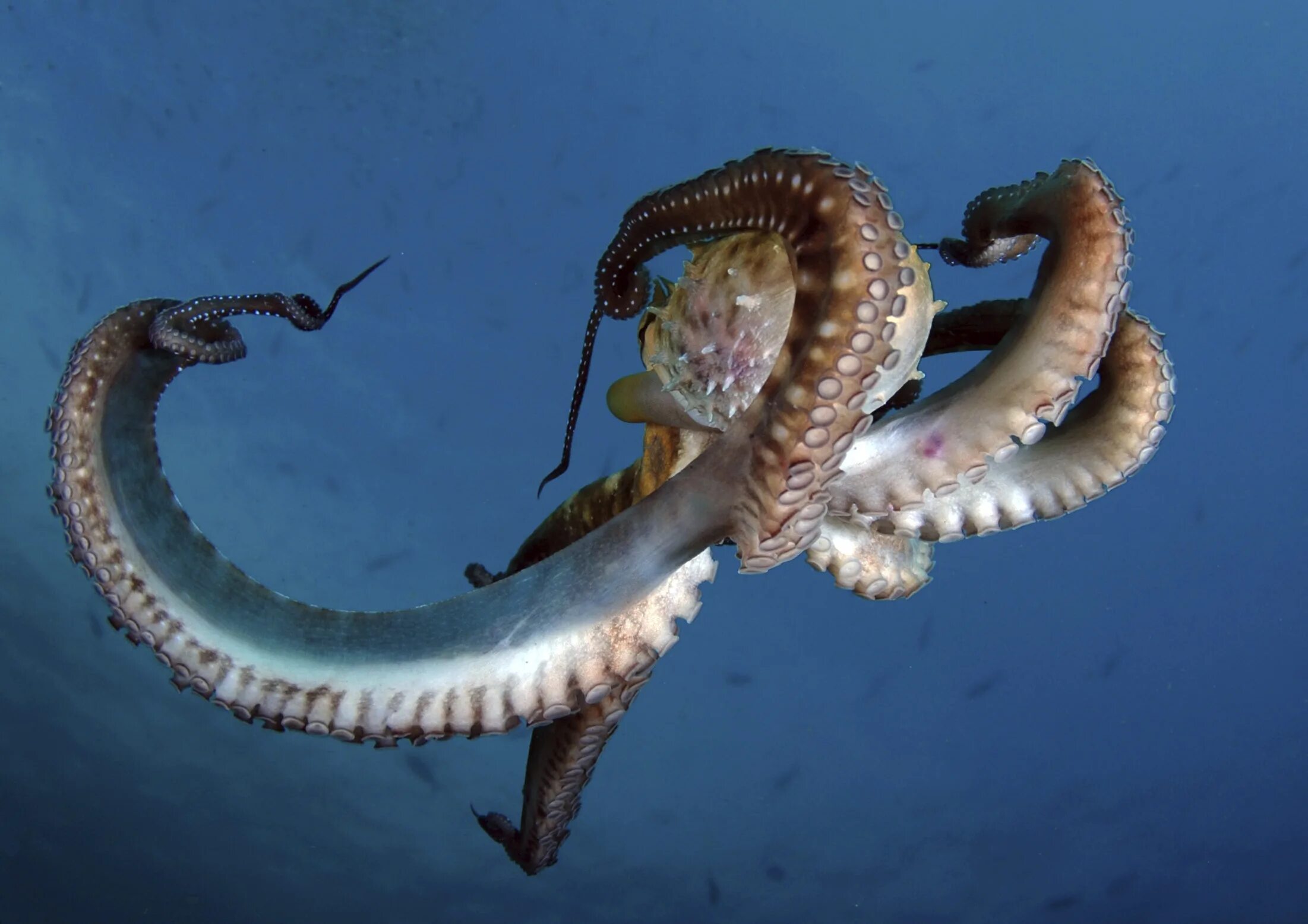Осьминог Дофлейна гигантский. Тихоокеанский осьминог. Гигантский Тихоокеанский осьминог. Осьминог Аполлион.