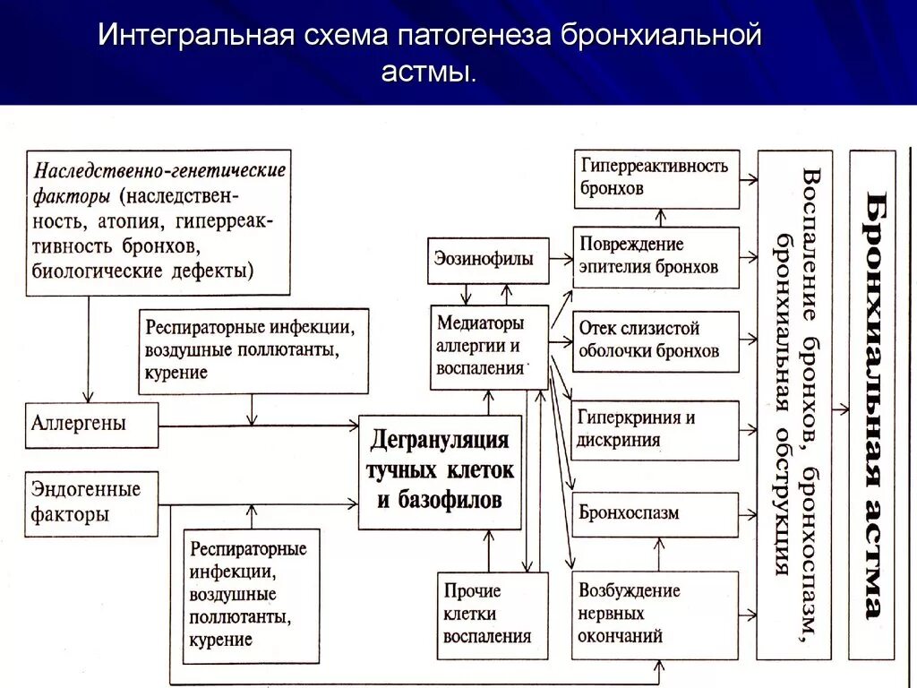 Схема ба. Механизм развития бронхиальной астмы схема. Схема патогенеза аллергической бронхиальной астмы. Механизм развития патогенез бронхиальной астмы. Патогенез бронхиальной астмы схема.