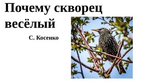 Почему скворец