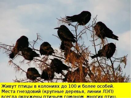 Грачи из теплых возвращаются