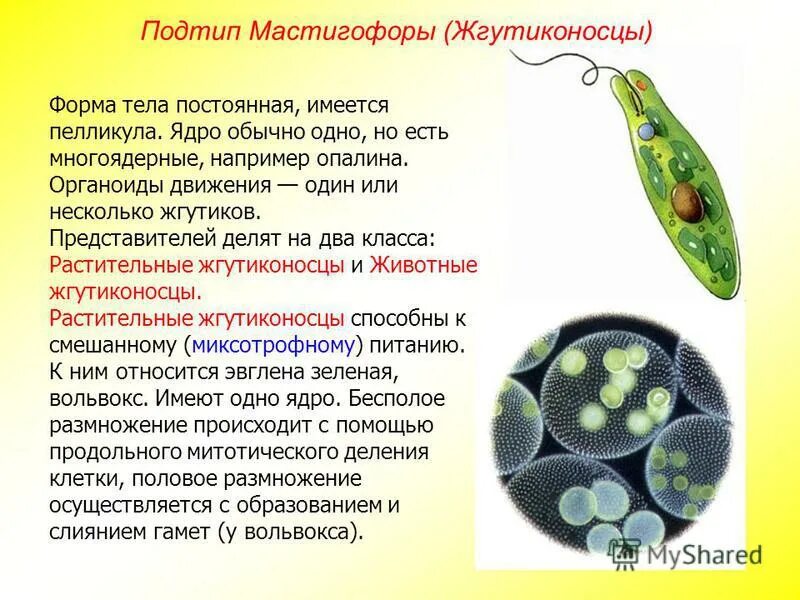 Эвглена зеленая вольвокс. Эвглена зеленая вольвокс