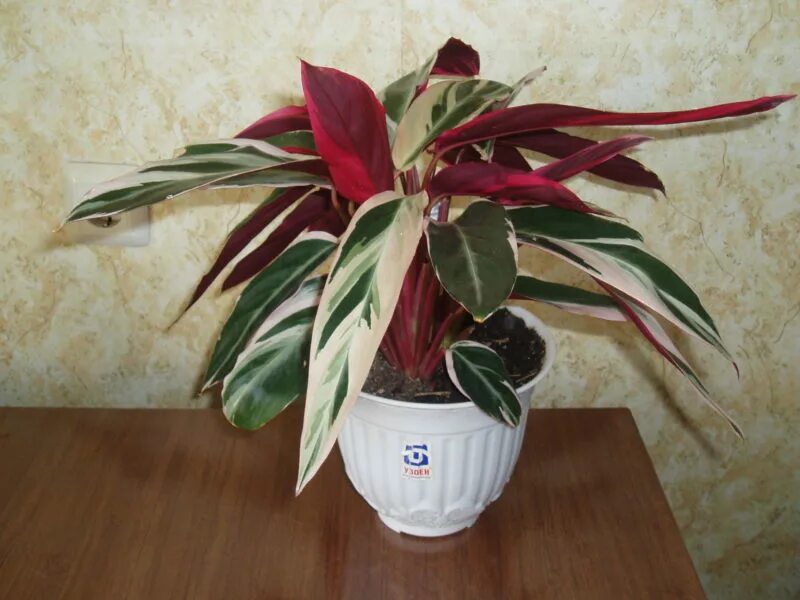 Exotic Angel Plant : Maranta - Marisela Gorgeous :)) Angel plant, Calathea plant