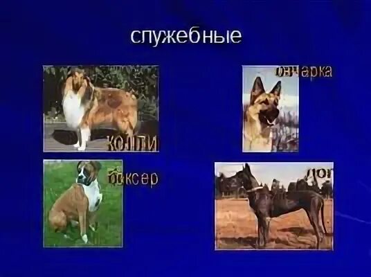 Проект собак 1 класс. Породы собак слайд. породы собак с фотографиями и названиями. небольшие служебные собаки. служебные породы собак с фотографиями и названиями пород.