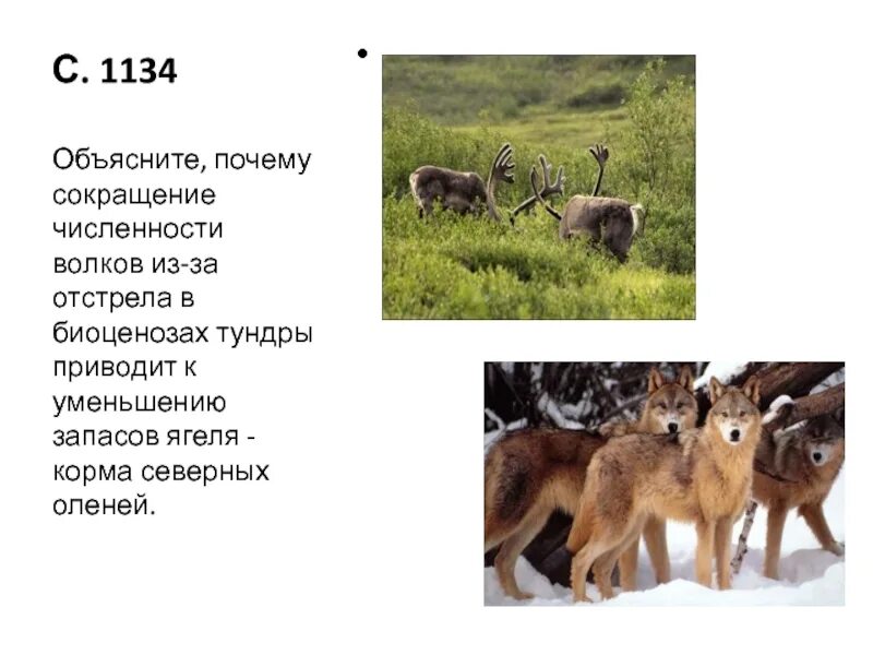Сокращение численности оленей. Взаимосвязь численности обитателей леса при. Волки численность в России. Волк и олень Тип взаимоотношений. Волк в какой природной зоне