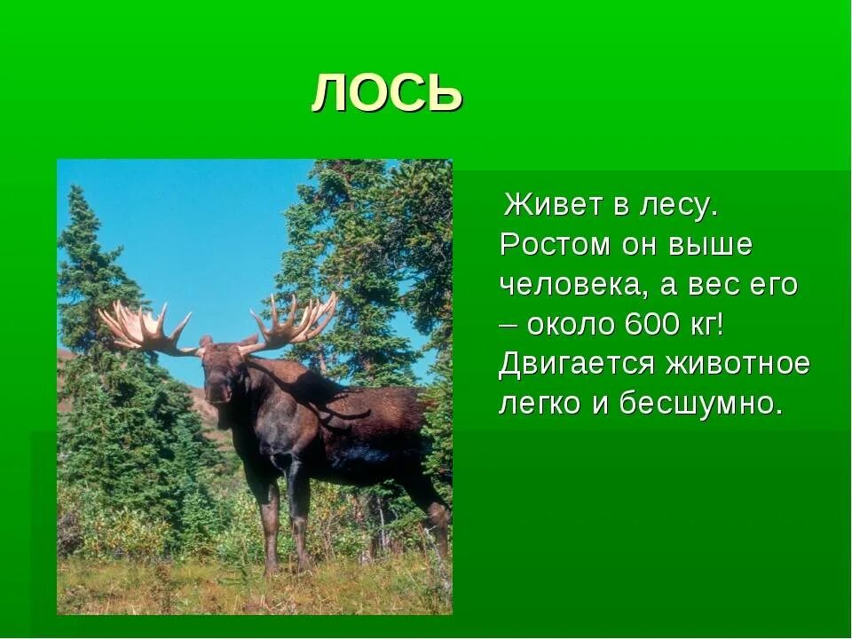 Лось. Сообщение о Лосе. Лось доклад. Лось презентация для детей.