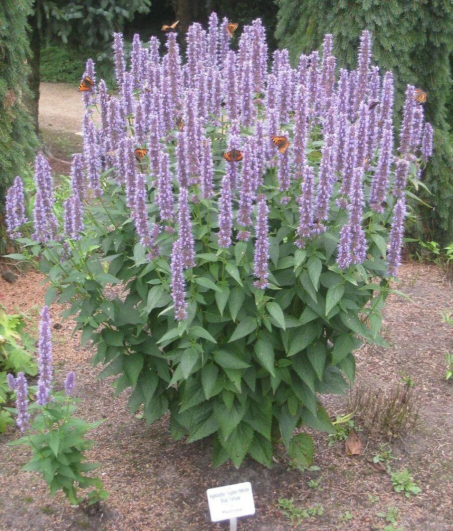 Лофант тибетский анисовый. Многоколосник фенхельный лофант анисовый. Лофант франт. Лафант. Лофант фенхельный.