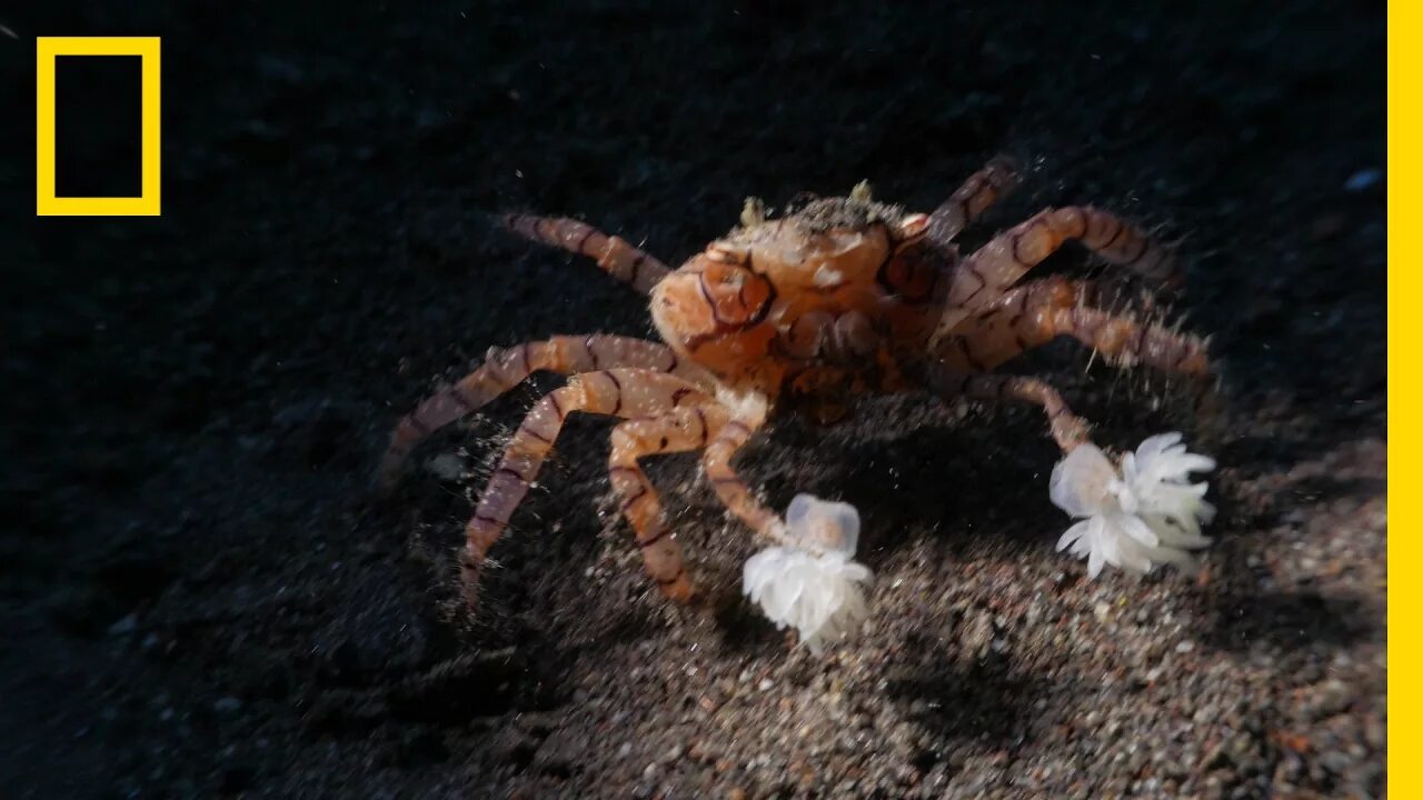 Краб без панциря. Как краб защищается от врагов. Краб защищает краба. Краб защищает краба. Большой краб.