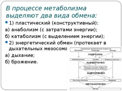 Виды метаболического процесса