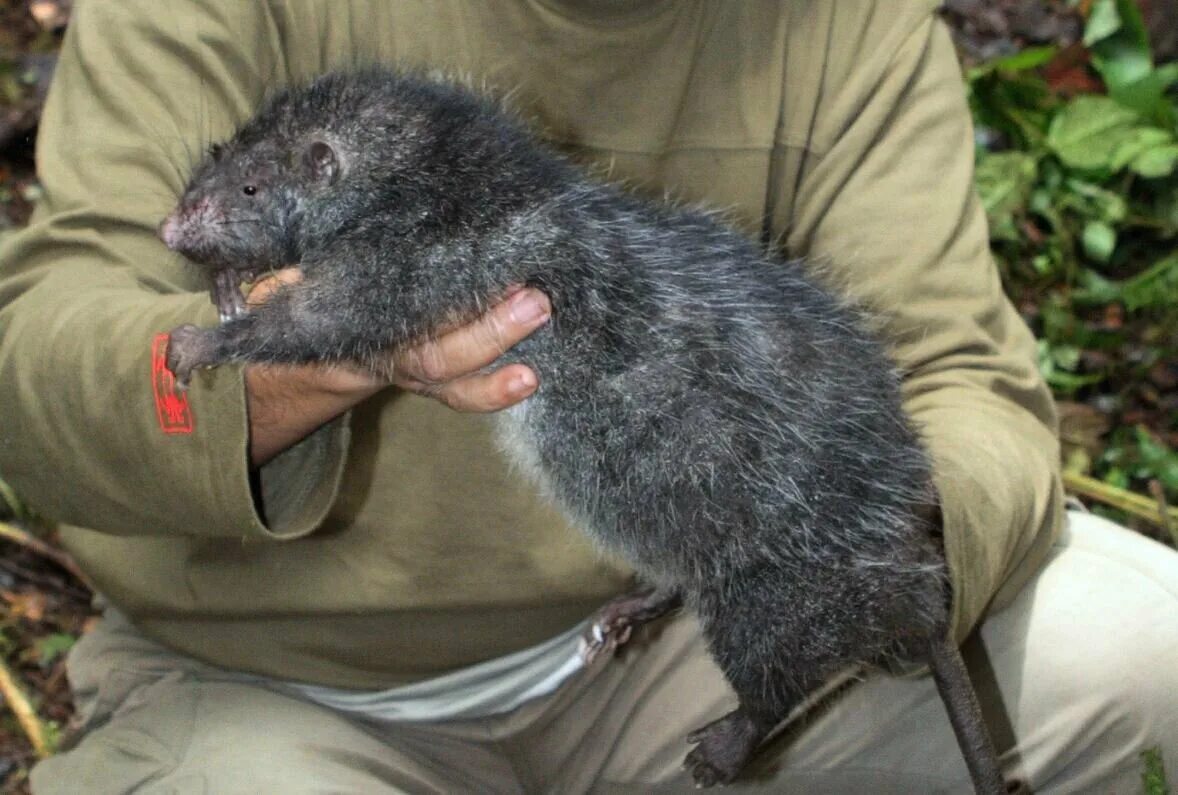 Самая крыса в мире. Шерстистая босави. Большая крыса капибара. Смач большая крыса в мире. Серая большая крыса пасюк.