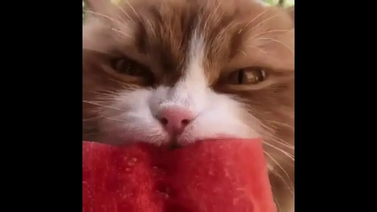 Кот с арбузом мем джокер 10 популярных идей на тему "buff cat drawing funny" для вдохновения