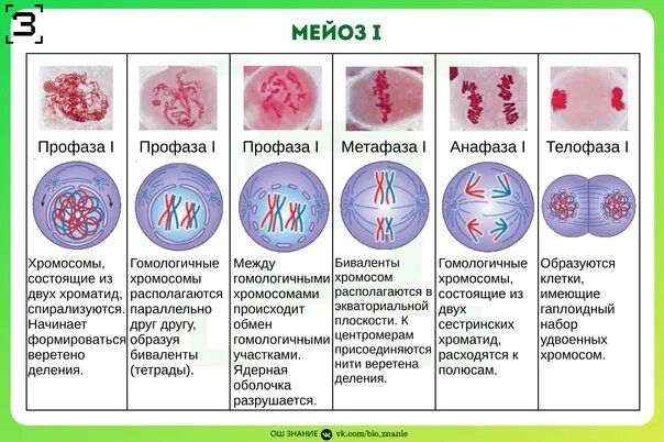 Профаза анафаза телофаза метафаза интерфаза. Митоз профаза метафаза телофаза. Митоз мейоз 1 мейоз 2 профаза метафаза анафаза телофаза. Митоз редукционное деление. Какие признаки характеризуют мейоз выберите