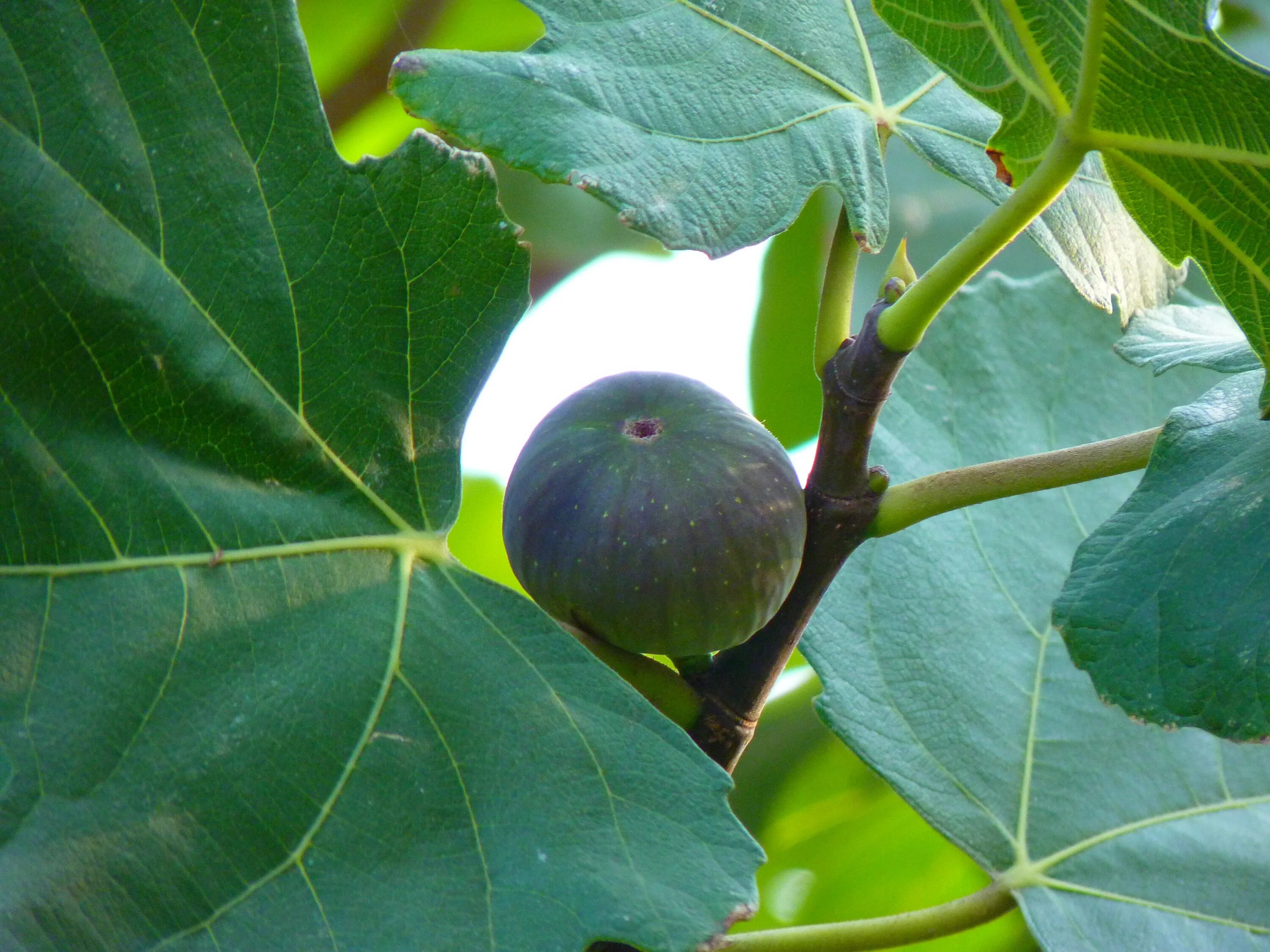 Связка инжира 5 букв. Фикус Карика инжир. Ficus carica дерево. Инжир фиговое дерево листья. Смоковница обыкновенная инжир.