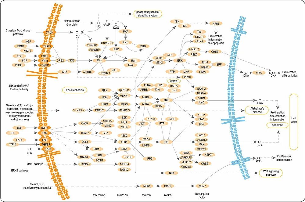 Class map. MAPK сигнальный путь. Схема ras-MAPK сигнального пути. Мар киназный путь. Map-киназный Каскад.