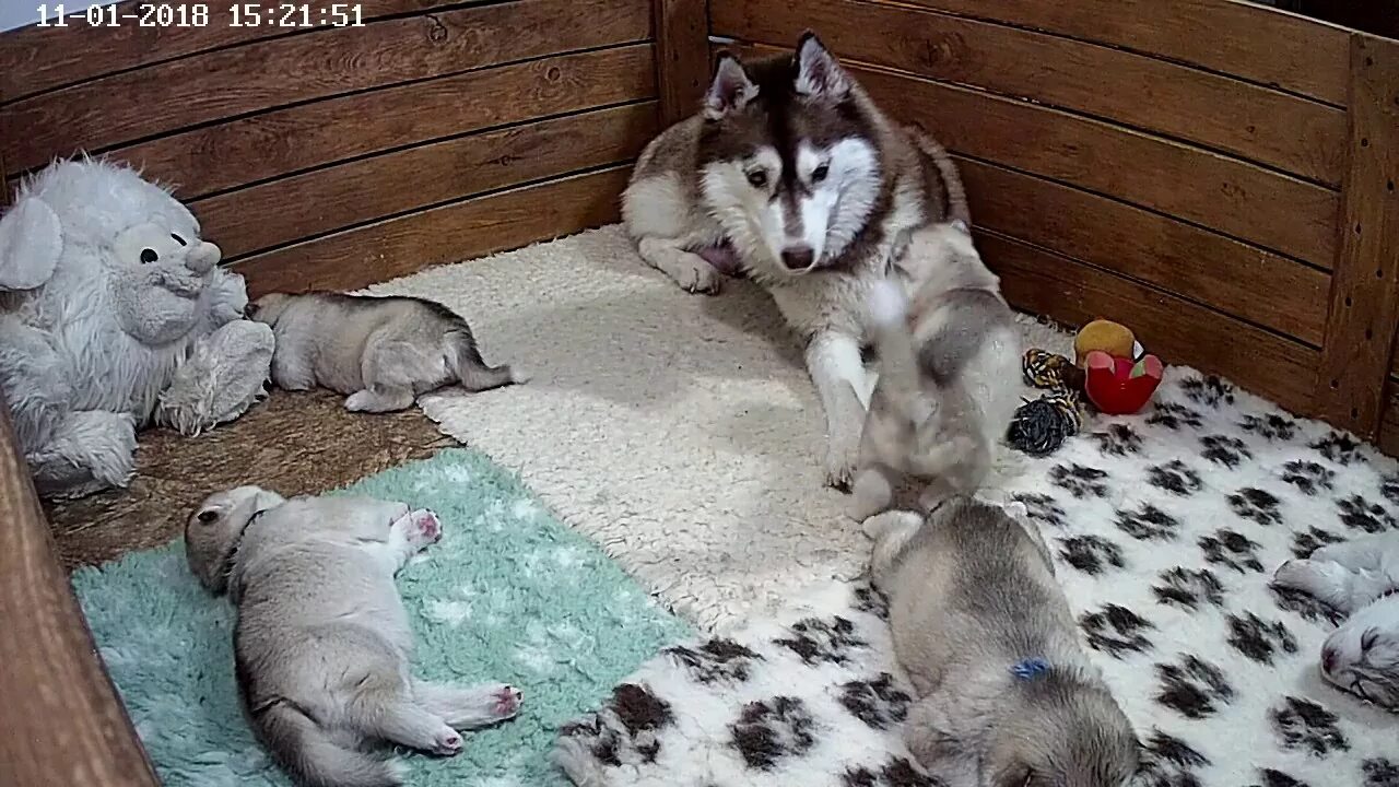 Играющая хаски. Хасята. хаски мама. мама хаски с щенками. хаски играет.