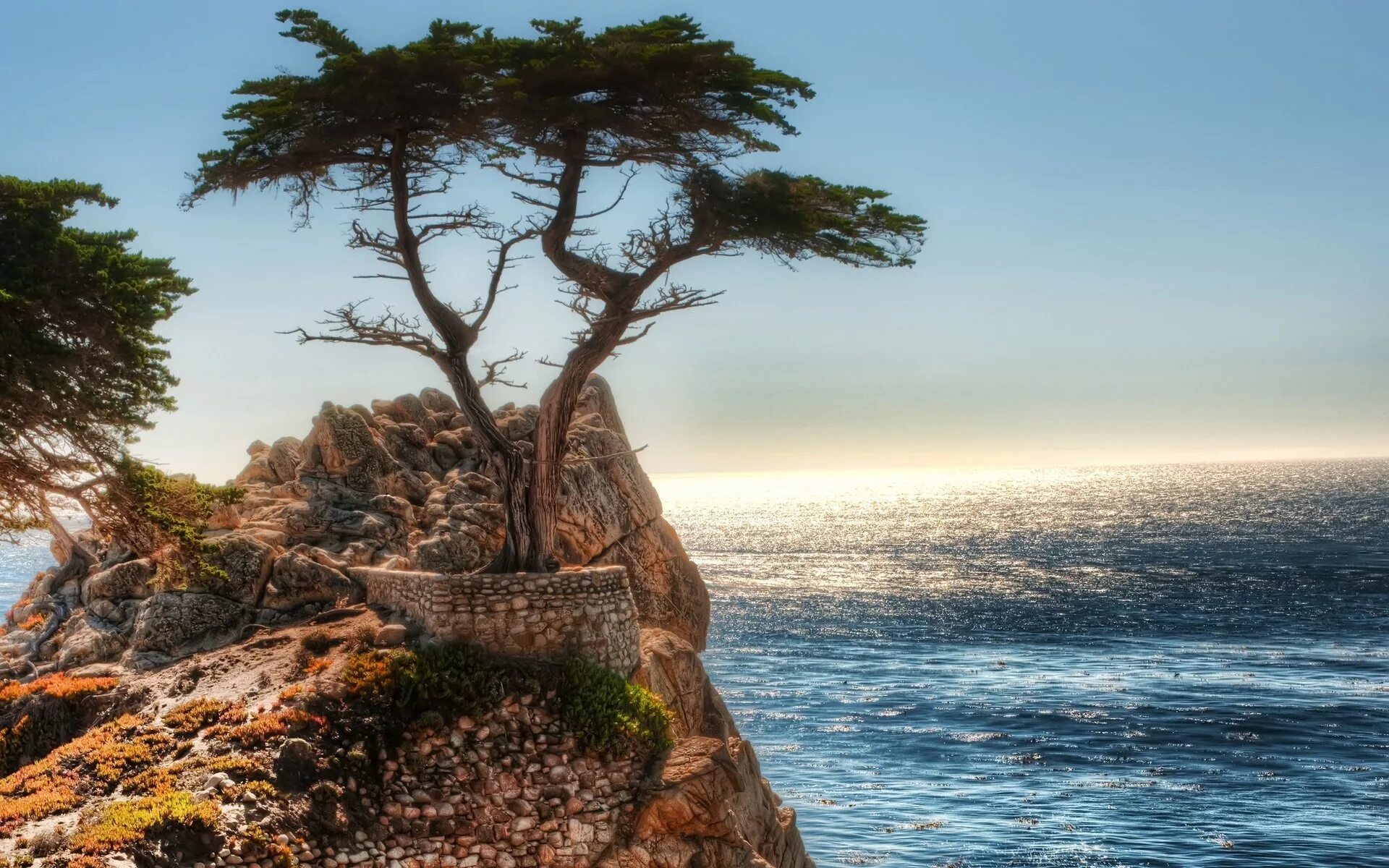 «Сосна на скале». 1855 Год.. Море сосны. Дерево на берегу моря. Сосны на берегу моря. Чинара на скале