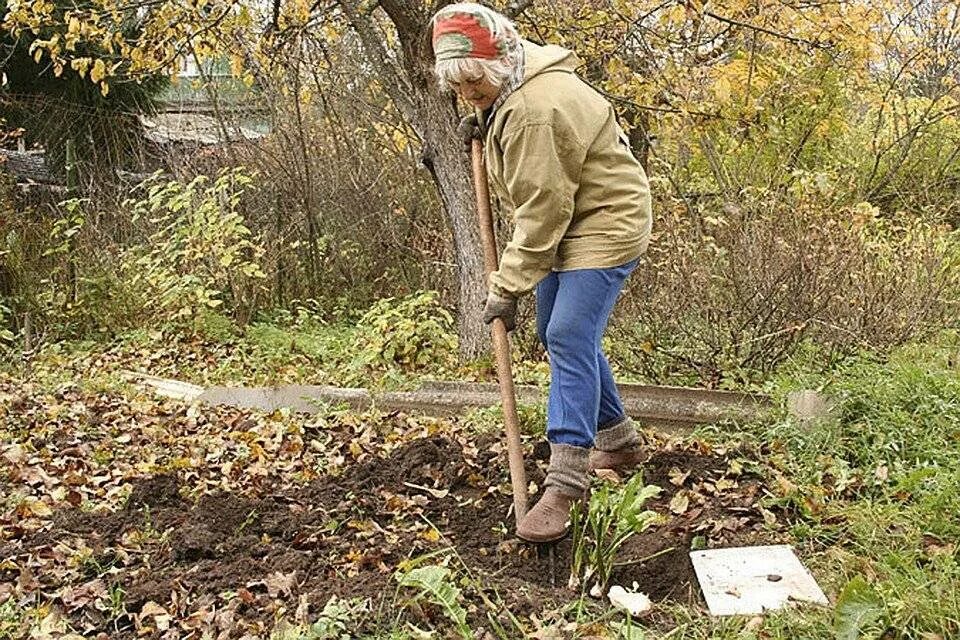 Работаем на дачном участке. Осенние работы. Осень огород. Огород осенью. Осенние работы в саду.