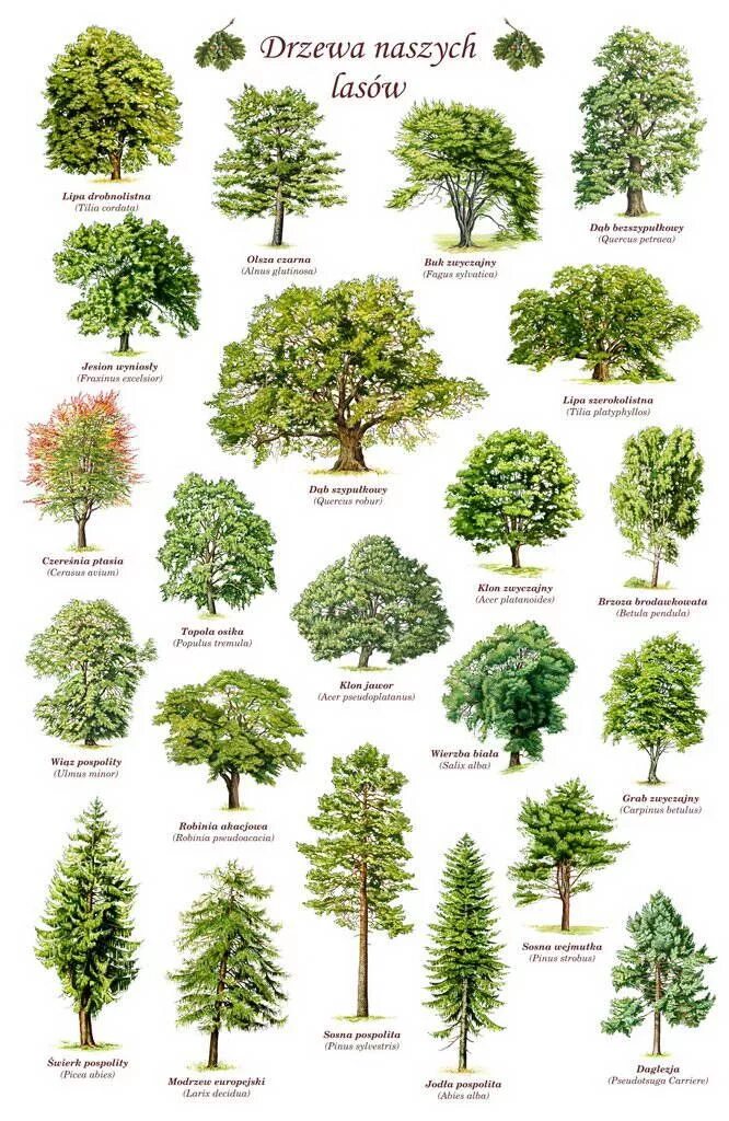Какие есть лиственные деревья. Лиственные деревья. Лиственные деревья и их названия. Деревья список названий. Деревья России названия.