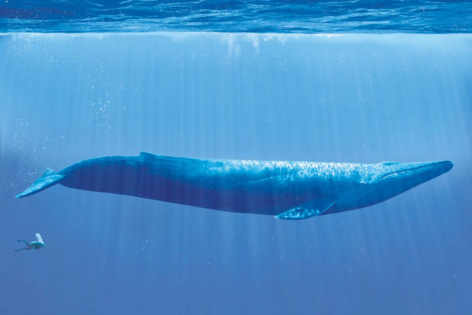 Синий размер. Синий кит (голубой кит). Синий кит блювал. Голубой кит блювал. Синий кит самый большой кит.