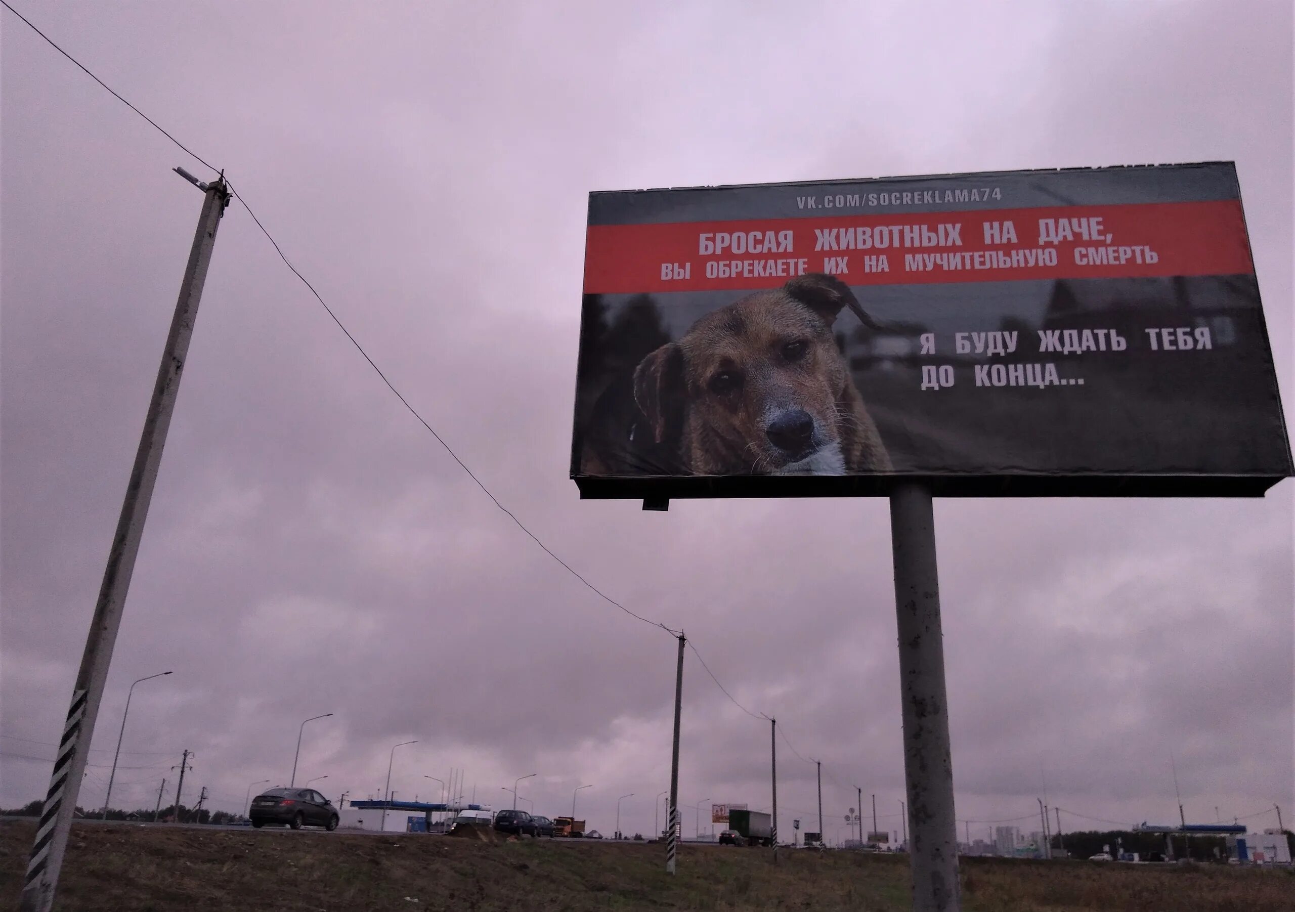 Социальная реклама бездомные животные. Соц реклама про бездомных животных. Рекламный щит социальная реклама. Реклама защиты животных.