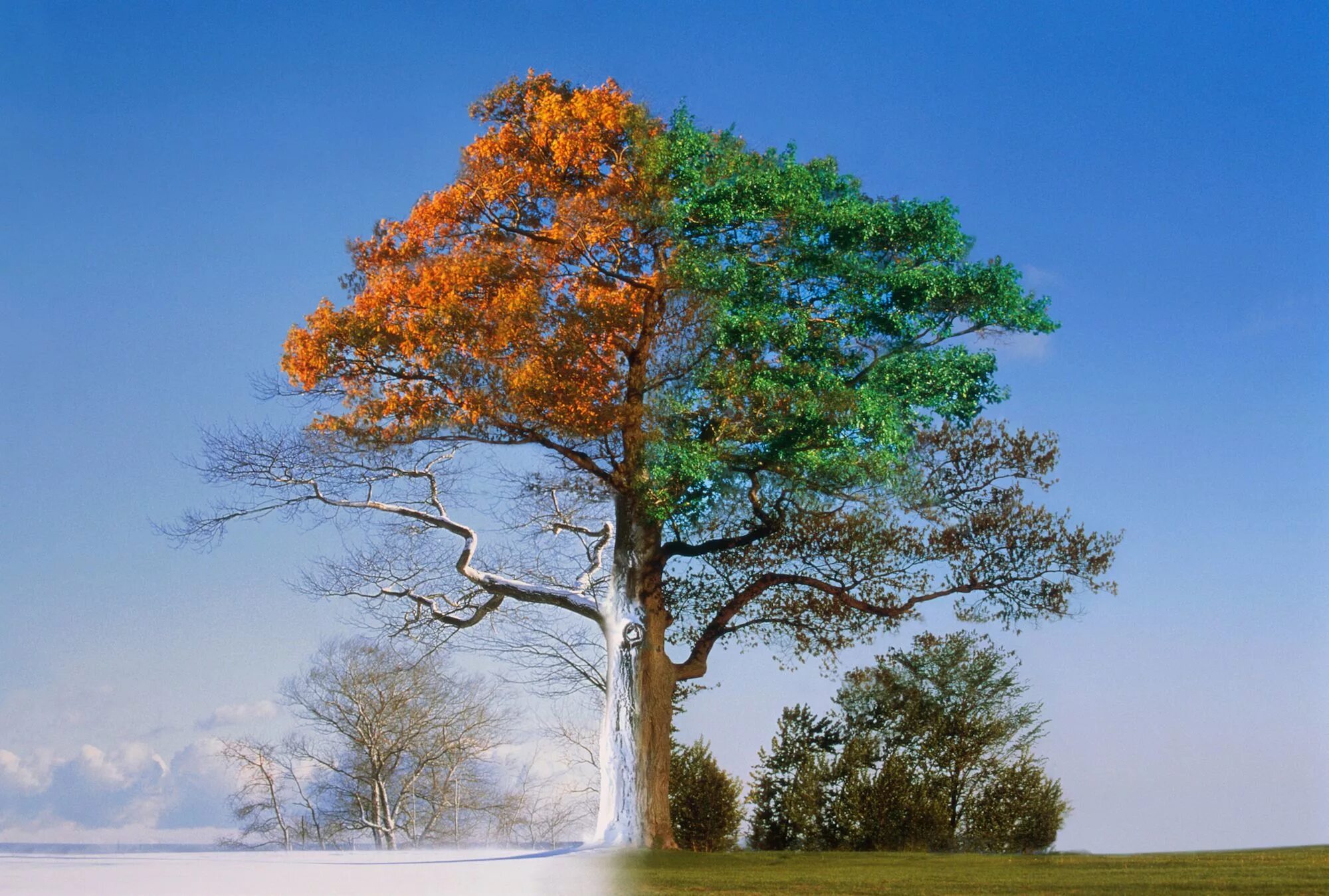 Какая погода в дерево. Дерево летом и осенью. Дерево зимой и летом. Дерево в разные сезоны года. Зимнее и летнее дерево.