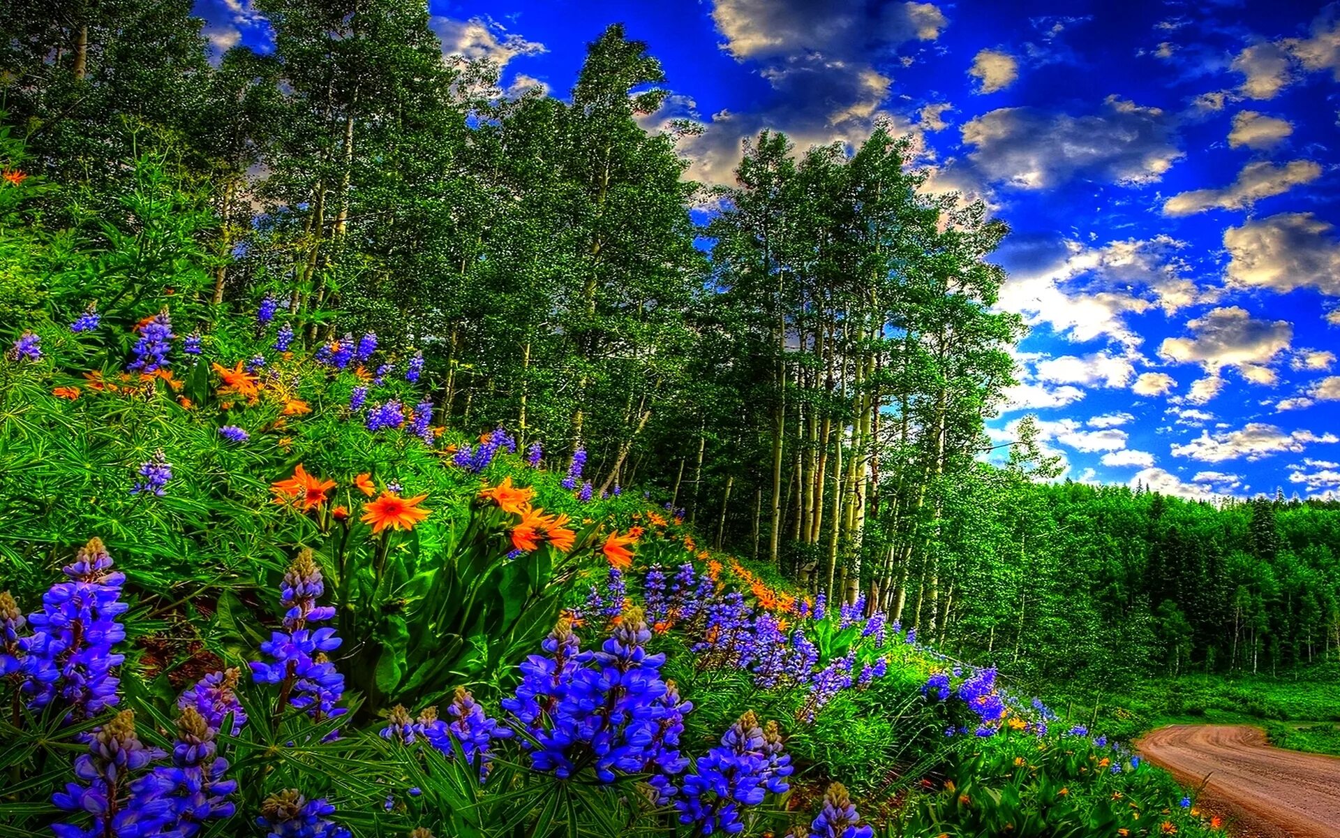 Цветы в лесу. Летняя природа. Летний пейзаж. Лето в лесу. Природа растения картинки