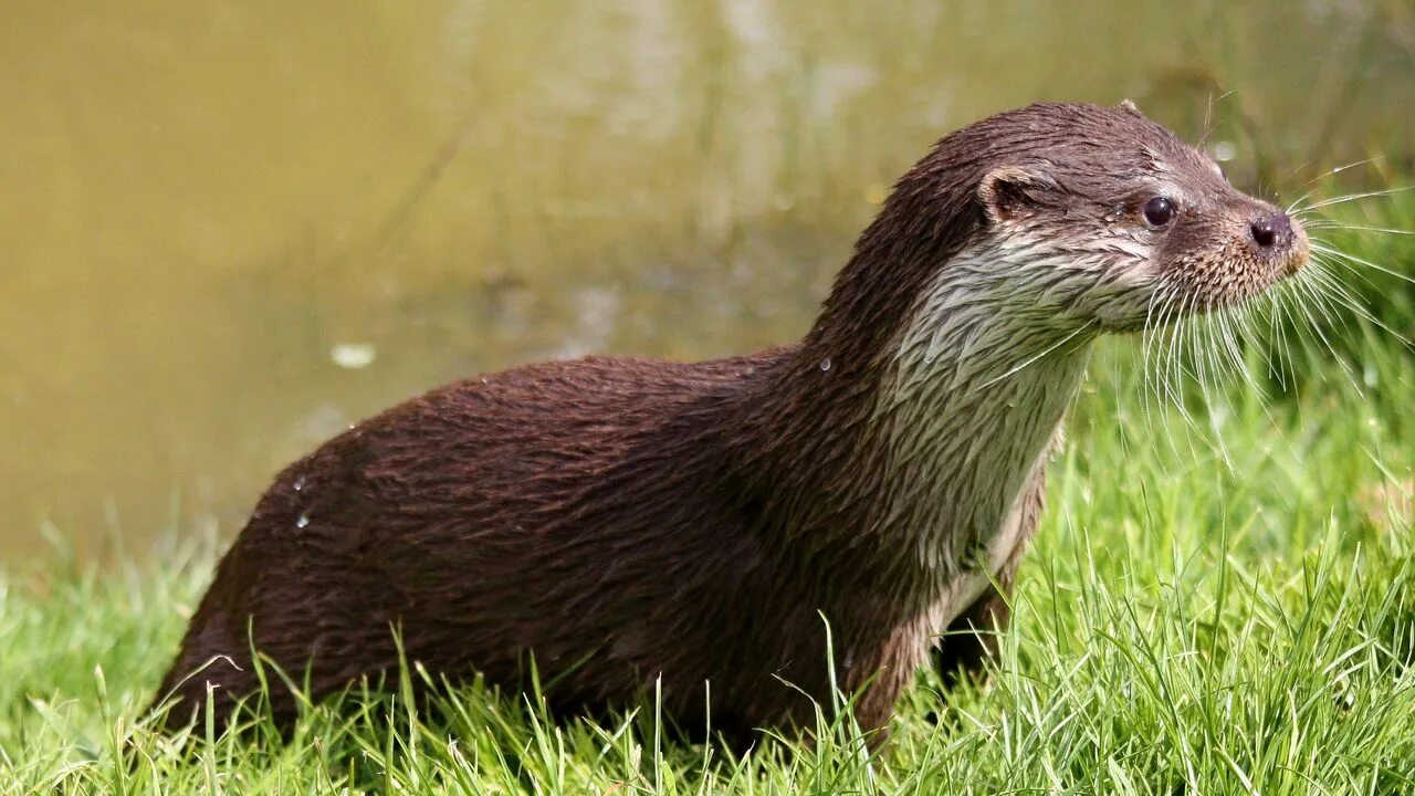 Как выглядит выдра черная What excellent balance you have, otter! January 20, 2018 Otters, Animals beaut