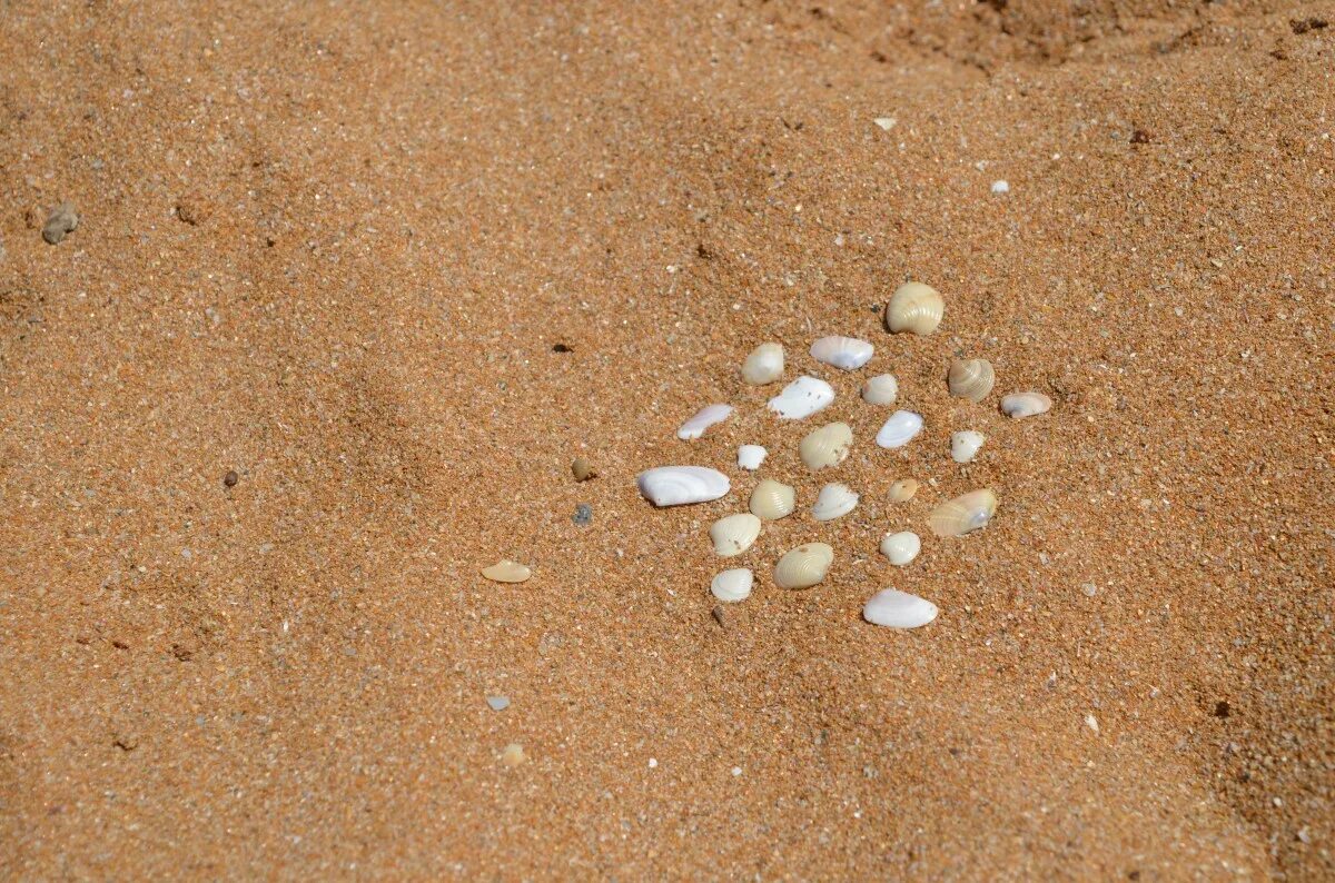 Средно морская почва. Моховидные водоросли. Почва морская. Почвы побережья черного моря. Posidonia australis.