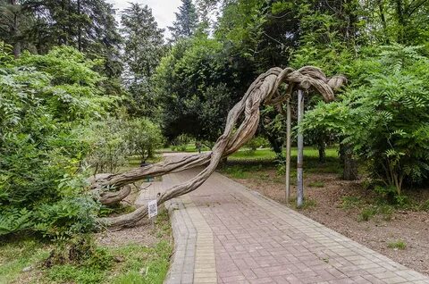 Живое дерево москва