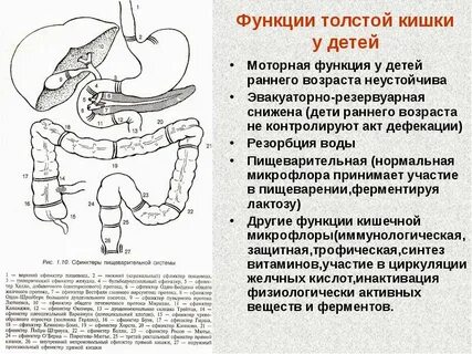 Количество сфинктеров