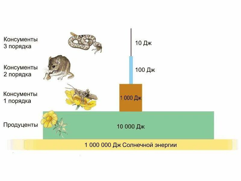 Постройте пирамиду чисел пищевой цепи. Перенос энергии в экосистеме. Трофические уровни энергия. Экологическая пирамида по пищевой цепи. Трофические уровни пирамида энергии.