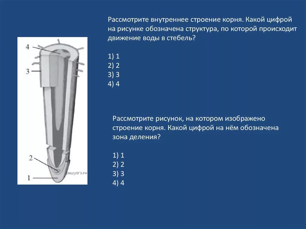 Передвижение воды в корне. Структура корня по которой происходит движение воды в стебель. Строение корня движение воды в стебель. Внутреннее строение корня движение воды в стебель. Структура по которой происходит движение воды в корень.